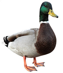 VOL - CANARD, prix au kilo,8,19 €