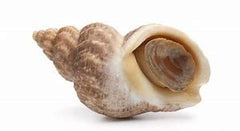 BULOTS CUITS, 8.50 € le kg