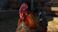 VOL - POULET, prix au kg, 8,55 € (entre 1.6 et 2.8 kg)