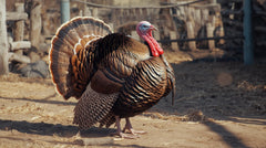 VOL - DINDE, prix au kilo, 13,30 € (entre 3.2 et 5.5 kg)