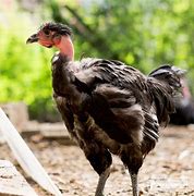 VOL - CHAPON, prix au kilo, 14,30 € (entre 3 et 4 kg)