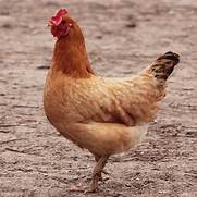 VOL - POULE, prix au kg, 5,88 € (entre 2.5 et 3.7 kg)