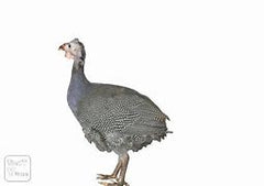 VOL - PINTADE, prix au kg, 9,07 € (entre 1.5 et 2 kg)