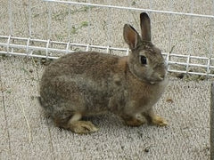 VOL - LAPIN, prix au kg, 8,75 € (entre 1.3 et 1.8 kg)