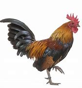 VOL - COQ AU VIN, prix au kg, 7,30 €
